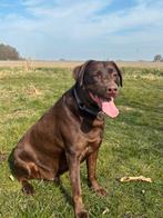 Bruine labrador van 4 jaar, Dieren en Toebehoren, Reu, Eén hond, Nederland, Particulier