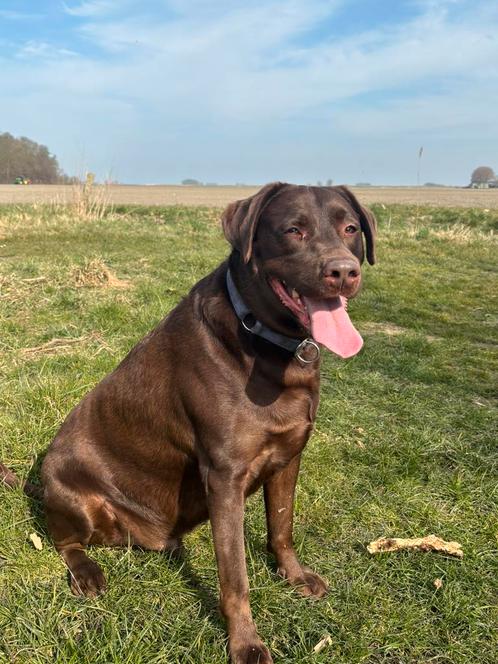 Bruine labrador van 4 jaar, Dieren en Toebehoren, Honden | Niet-rashonden, Middel, Reu, Particulier, Eén hond, Nederland, 3 tot 5 jaar