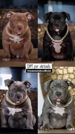AMERICAN BULLY POCKET – PUPS TE KOOP, Dieren en Toebehoren, Honden | Bulldogs, Pinschers en Molossers, Rabiës (hondsdolheid), Overige rassen