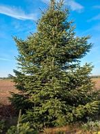 Grote Nordmann kerstbomen, 4 - 8m. Vrijstaand., Tuin en Terras, Ophalen, Volle zon, Overige soorten, 400 cm of meer