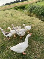 Te koop 2 koppels boerenganzen, Dieren en Toebehoren, Pluimvee, Meerdere dieren, Gans of Zwaan