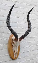 Schedel IMPALA ANTILOPE op houten schild - ref. A (gewei), Verzamelen, Dierenverzamelingen, Ophalen of Verzenden, Gebruikt, Wild dier