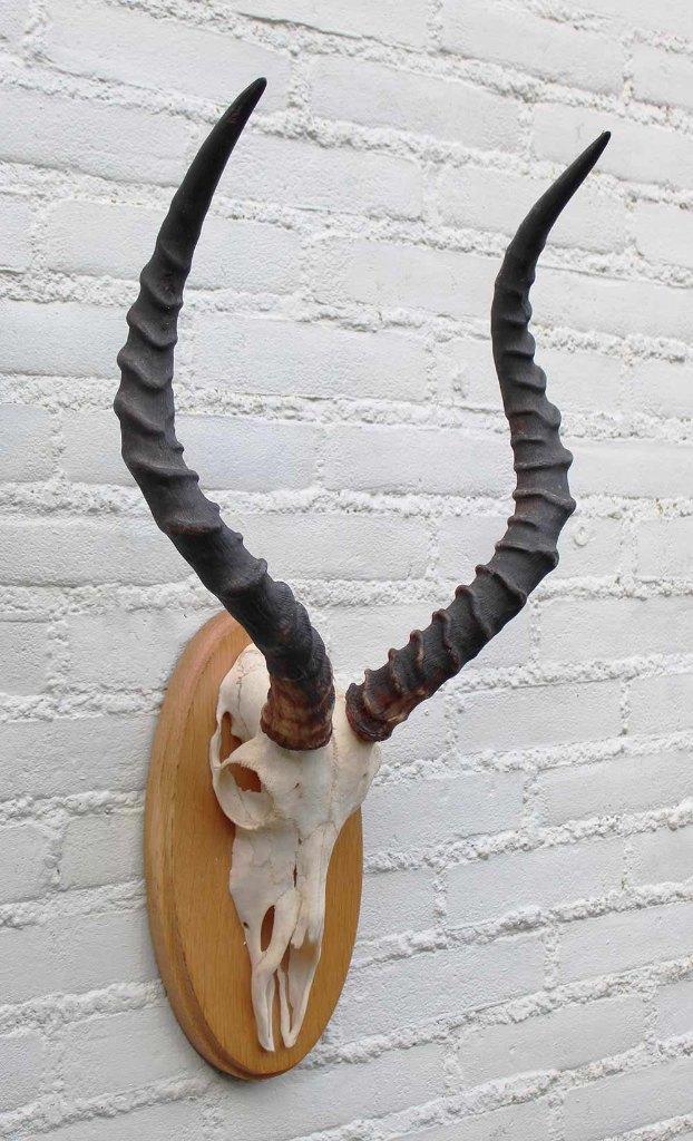 Schedel IMPALA ANTILOPE op houten schild - ref. A (gewei), Verzamelen, Dierenverzamelingen, Gebruikt, Schedel, Wild dier, Ophalen of Verzenden