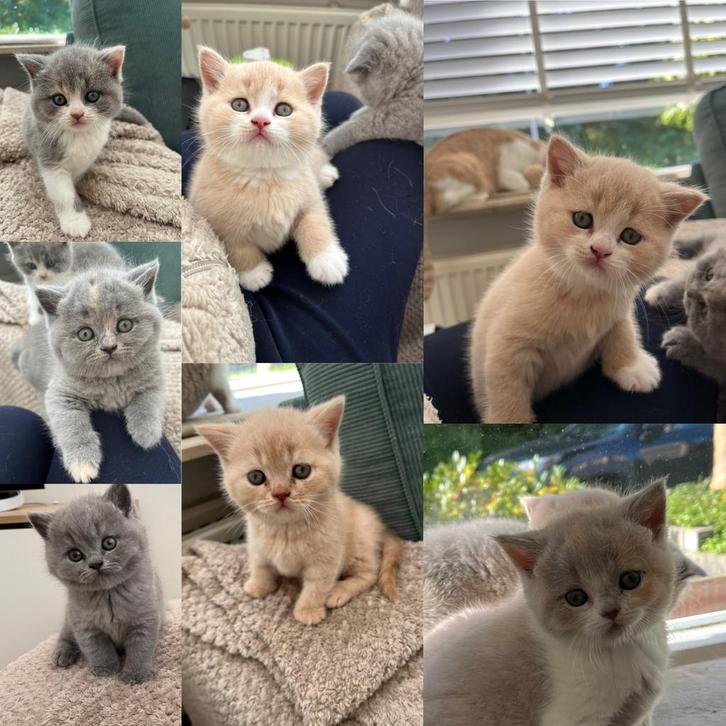 Prachtige Brits(e) korthaar met stamboom, Dieren en Toebehoren, Katten en Kittens | Raskatten | Korthaar, Meerdere dieren, 0 tot 2 jaar