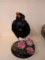 Beo taxidermie, Ophalen of Verzenden, Nieuw, Opgezet dier