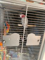 Lieve rose kaketoe zoekt nieuw thuis, Mannelijk, Papegaai