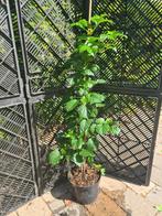 Klimhortensia's 80-100 cm, Tuin en Terras, Planten | Tuinplanten, Vaste plant, Ophalen of Verzenden, Halfschaduw, Klimplanten