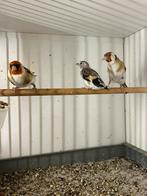 Bewezen koppel majoor putters wildkleur, Dieren en Toebehoren, Vogels | Overige Vogels, Meerdere dieren, Wildzangvogel