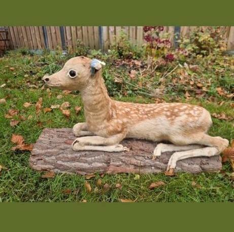Snoezige opgezette bambi hert damhert Edelhert kalf kalfje, Verzamelen, Dierenverzamelingen, Gebruikt, Opgezet dier, Hert, Ophalen of Verzenden