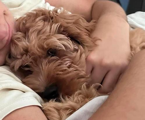 MINI Labradoodle CUDDLEWELLRANCH ❤️ pupjes mogen verhuizen, Dieren en Toebehoren, Honden | Retrievers, Spaniëls en Waterhonden