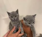 2 Britse korthaar kittens beschikbaar, Dieren en Toebehoren, Katten en Kittens | Dekkaters