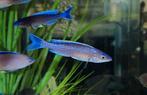 Cyprichromis Leptosoma Chituta Neon head- Tanganyika, Dieren en Toebehoren, Vissen | Aquariumvissen, Vis