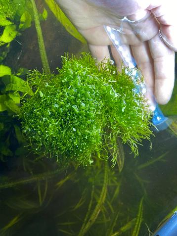Riccia fluitans drijfplant beschikbaar voor biedingen