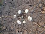 Sierstenen, Tuin en Terras, Grind, Keien en Split, Ophalen, Overige materialen, Gebruikt, Wit