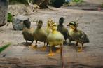 Loopeenden kuikens, Dieren en Toebehoren, Pluimvee, Meerdere dieren, Eend