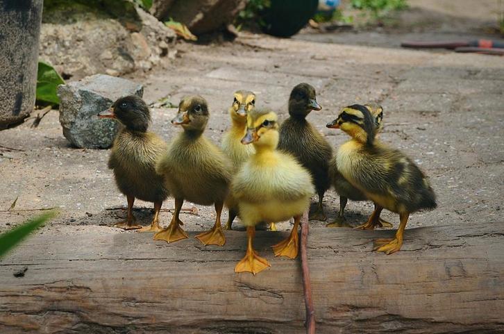 Loopeenden kuikens, Dieren en Toebehoren, Pluimvee, Eend, Meerdere dieren