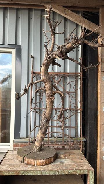 decoratieve boomstam op voet beschikbaar voor biedingen