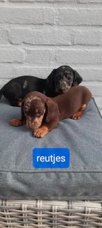 Teckel pups, Dieren en Toebehoren, Honden | Teckels en Dashonden, 8 tot 15 weken, Korthaar, Dwerg, CDV (hondenziekte)