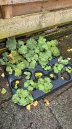 Vrouwenmantel bodembedekkers, Tuin en Terras, Planten | Tuinplanten, Ophalen of Verzenden, Overige soorten, Halfschaduw