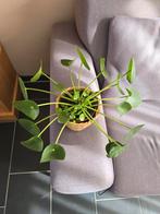 Pannenkoekenplant (Pilea peperomioides) in pot, Huis en Inrichting, Kamerplanten, Ophalen, Overige soorten, Halfschaduw, In pot