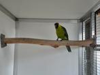 1 - 0 Hoorn parkiet 25, Dieren en Toebehoren, Mannelijk, Parkiet, Geringd