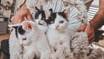 Nog 2 kittens te koop, 1 verkocht, Dieren en Toebehoren, Katten en Kittens | Overige Katten, Geslacht onbekend, Kortharig, 0 tot 2 jaar