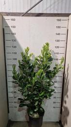 Laurier rotundifolia, Ophalen, Laurier, Minder dan 100 cm