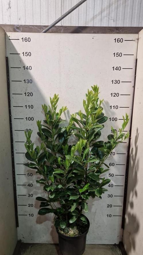 Laurier rotundifolia, Tuin en Terras, Planten | Struiken en Hagen, Laurier, Minder dan 100 cm, Ophalen