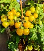 Tomaten planten Hahm's Gelbe, Ophalen, Volle zon, Groenteplanten, Eenjarig