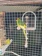 Koppel kakariki's, Dieren en Toebehoren, Vogels | Parkieten en Papegaaien, Meerdere dieren, Parkiet