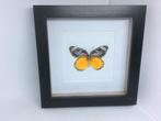 vlinder  Delias Descombesi, Verzamelen, Dierenverzamelingen, Ophalen of Verzenden, Nieuw, Insect, Opgezet dier
