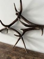 Decoratief stuk van hertengewei, Verzamelen, Ophalen of Verzenden, Zo goed als nieuw, Gewei of Kop