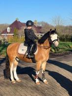 Kinder sport ponys, Gechipt, Niet van toepassing, Hengst, A pony (tot 1.17m)