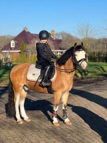 Kinder sport ponys beschikbaar voor biedingen