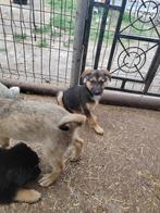 Duitse herder kruising pup teefje 4 maanden, Dieren en Toebehoren, Honden | Niet-rashonden, Particulier, Rabiës (hondsdolheid)