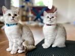 Britse korthaar kittens 100% raszuiver, Dieren en Toebehoren, Meerdere dieren, Ontwormd, 0 tot 2 jaar