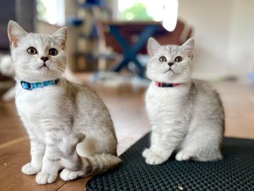 Britse korthaar kittens 100% raszuiver beschikbaar voor biedingen