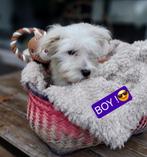 Maltezer pups, Maltezer, Rabiës (hondsdolheid), 8 tot 15 weken, Meerdere