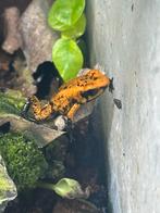 0.0.3 terribillis oranje blackfoot ( tesoros), Dieren en Toebehoren, Reptielen en Amfibieën, 0 tot 2 jaar