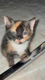 Lieve kleine schildpad poesje nog beschikbaar, Dieren en Toebehoren, Poes, Kortharig, 0 tot 2 jaar