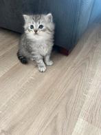 Lieve Britse/Perzische langhaar kitten, Poes, Ontwormd, 0 tot 2 jaar