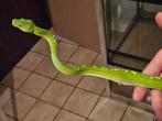 morelia viridis aru, Dieren en Toebehoren, Reptielen en Amfibieën, Slang, 0 tot 2 jaar