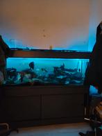 Aquarium 1.60x60x60 pomp eheim 4+ veel cichliden, Ophalen of Verzenden, Zo goed als nieuw, Gevuld zoetwateraquarium
