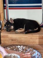 Wegens omstandigheden te koop, Dieren en Toebehoren, Honden | Herdershonden en Veedrijvers, 15 weken tot 1 jaar, CDV (hondenziekte)