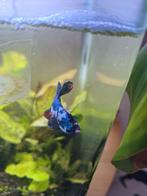 Coi betta vis, Dieren en Toebehoren, Vis, Zoetwatervis
