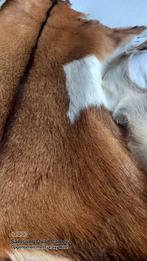 Vintage dierenhuid / vacht, Gebruikt, 100 tot 150 cm, Vintage, Overige vormen