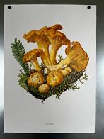 schoolposters, Deurposter of groter, Ophalen of Verzenden, Canvas of Doek, Dier of Natuur