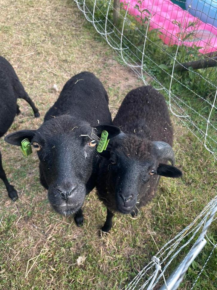 Ouessant schapen (rammetjes), Dieren en Toebehoren, Schapen, Geiten en Varkens, Schaap, Mannelijk