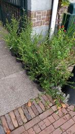 Ilex crenenata Convexa Japanse hulst -vrouwelijk wintergroen, Tuin en Terras, Planten | Struiken en Hagen, Ophalen of Verzenden