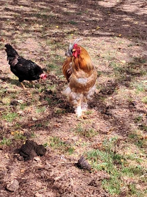 Mooie brama haan, Dieren en Toebehoren, Pluimvee, Kip, Mannelijk